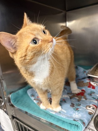 CREAMSICLE - Domestic Shorthair / Mix available for adoption