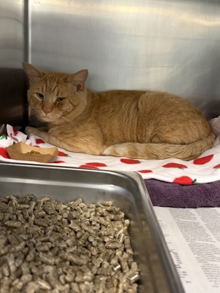 BUZZIE - Domestic Shorthair / Mix available for adoption