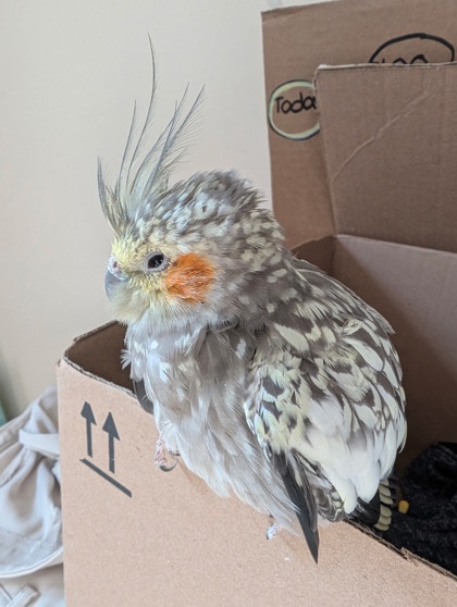 DELAWARE - Cockatiel available for adoption