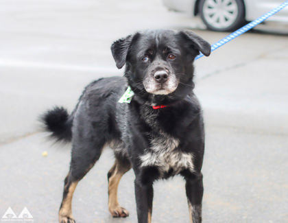 AKON - Siberian Husky / English Springer Spaniel available for adoption