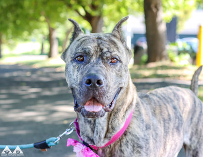 JANIE - Perro de Presa Canario / Mix available for adoption