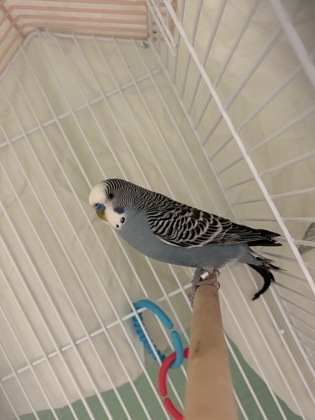 CONCORDANCE - Parakeet (Other) available for adoption