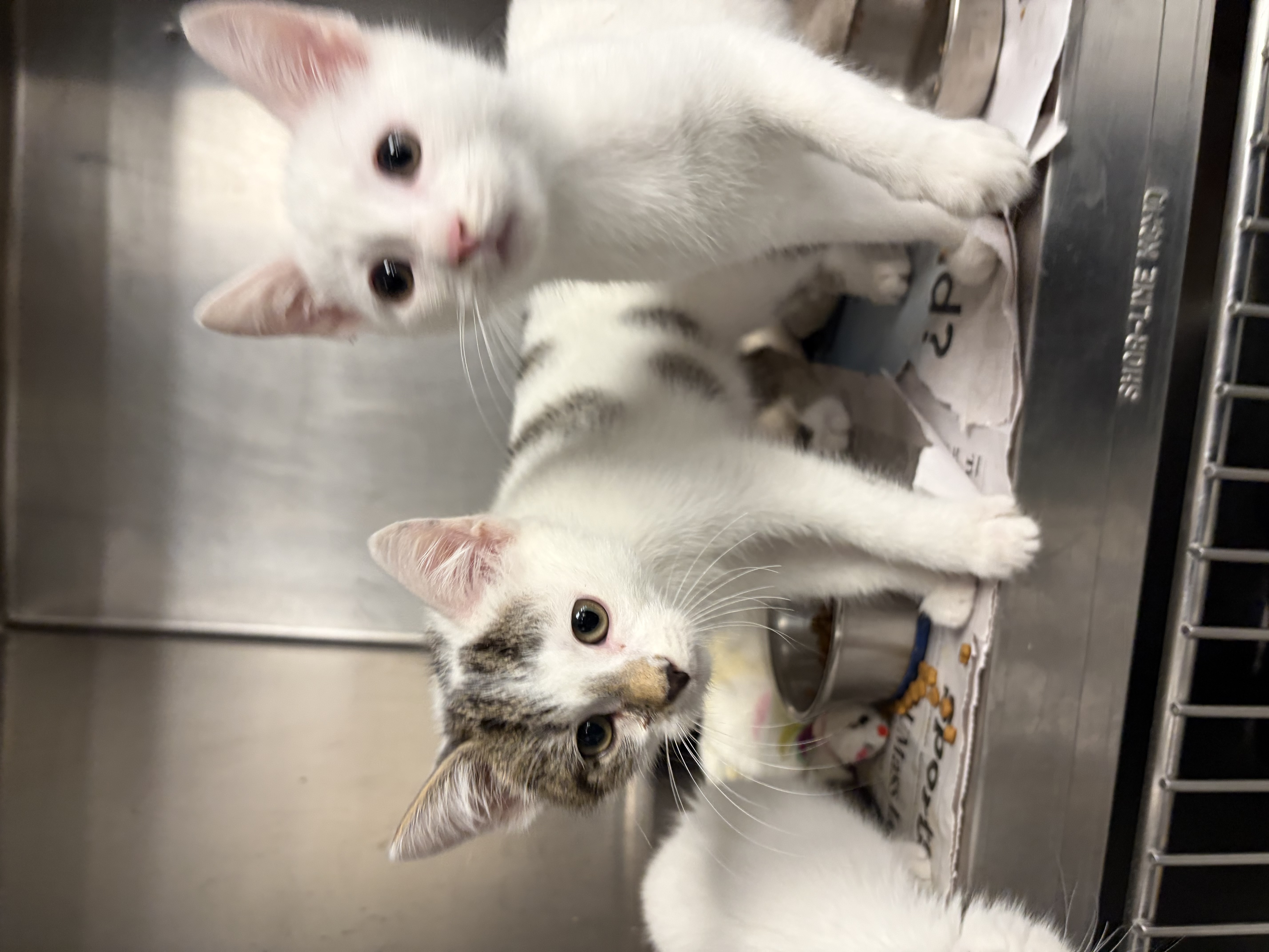 HALF + HALF - Domestic Shorthair / Mix available for adoption