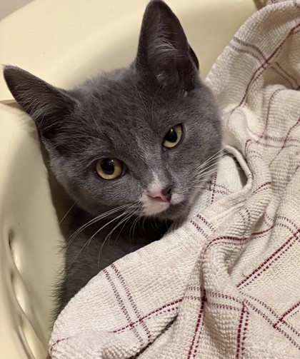 POPPY - Domestic Shorthair / Mix for adoption in Lowell