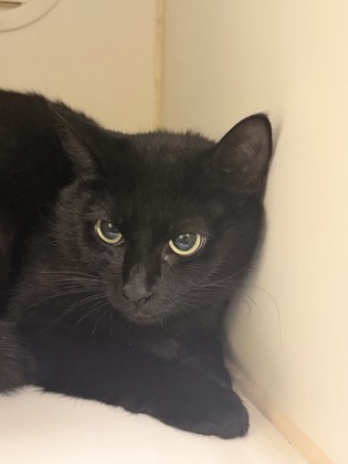 DIAMOND - Domestic Shorthair / Mix available for adoption
