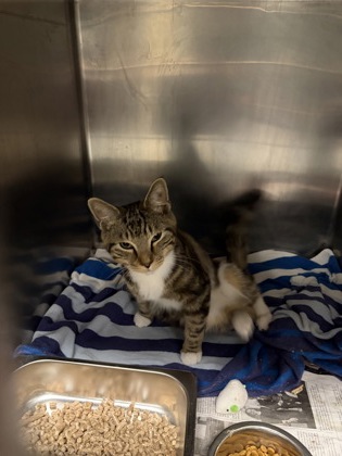 DAIQUIRI - Domestic Shorthair / Mix available for adoption