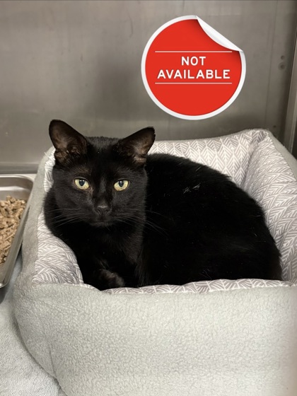WAZOWSKI - Domestic Shorthair / Mix for adoption in Lowell