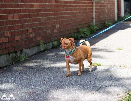 BROWNIE BRITTLE - Short Coat Chihuahua / Mix available for adoption