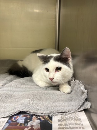 CHUD - Domestic Longhair / Mix available for adoption