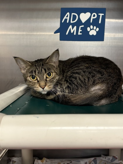 BETHANY - Domestic Shorthair / Mix available for adoption