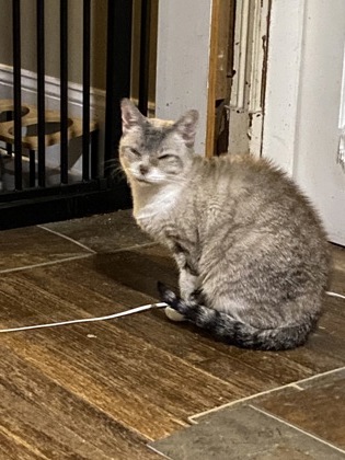 BOBBY - Domestic Shorthair / Mix available for adoption