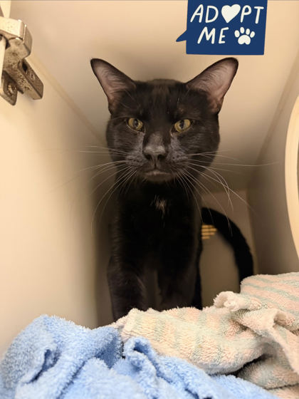 PRINCE - Domestic Shorthair / Mix for adoption in Nashua