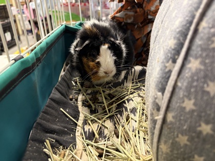 BEDHEAD - Guinea Pig available for adoption