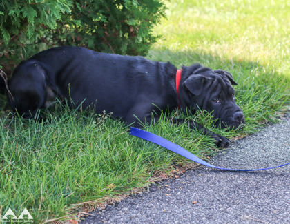 ERNEST P. WORRELL - Chinese Shar-Pei / Mix available for adoption
