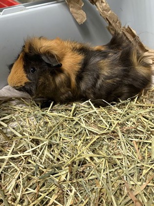 MAIKO - Guinea Pig / Guinea Pig available for adoption