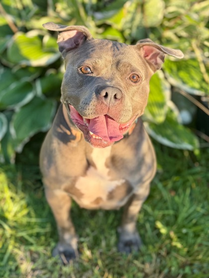 CLAIRICE - Bully American - Pocket / Mix available for adoption