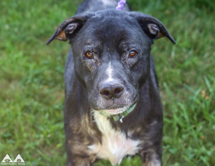 BUDDY - Labrador Retriever / Mix available for adoption