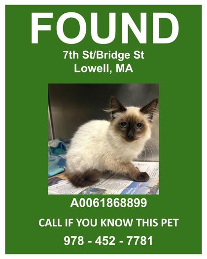 COCONUT - Siamese / Mix available for adoption