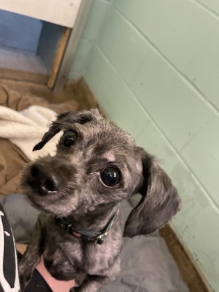 BENNY - Mixed Breed, Small (under 24 lbs fully grown) / Mix available for adoption