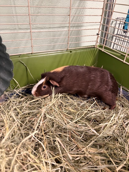 CAFE - Guinea Pig / Guinea Pig available for adoption