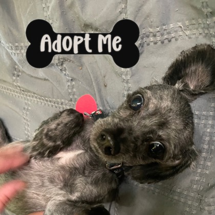 BENNY - Mixed Breed, Small (under 24 lbs fully grown) / Mix available for adoption