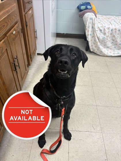 CAIN - Labrador Retriever available for adoption