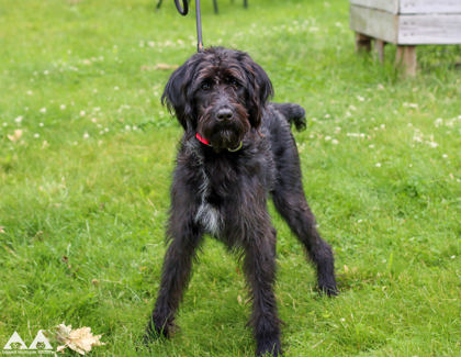 BANANA - Standard Poodle / Mix available for adoption