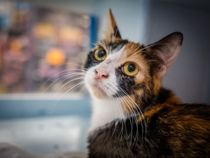 CHRISSY - Domestic Shorthair / Mix available for adoption