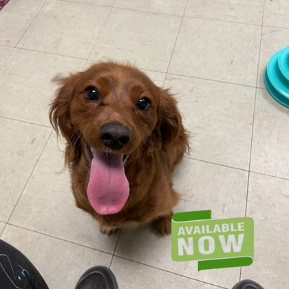 DAISY - Spaniel / Mix available for adoption