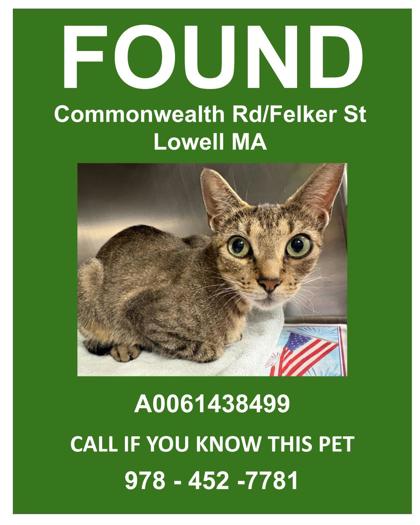 NELLIE - Domestic Shorthair / Mix for adoption in Lowell
