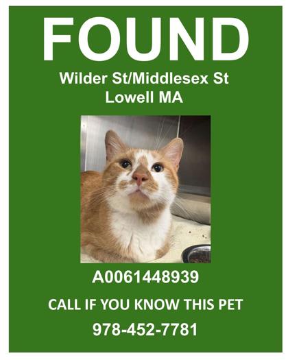 MEEKO - Domestic Shorthair / Mix for adoption in Lowell