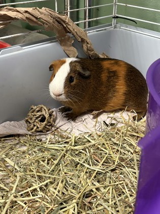 SHARKY - Guinea Pig / Guinea Pig available for adoption