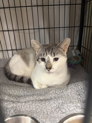MAXWELL - Domestic Shorthair / Mix available for adoption