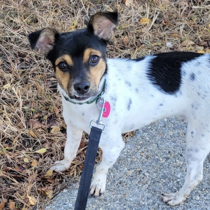 ARCHER - Jack Russell Terrier / Mix available for adoption