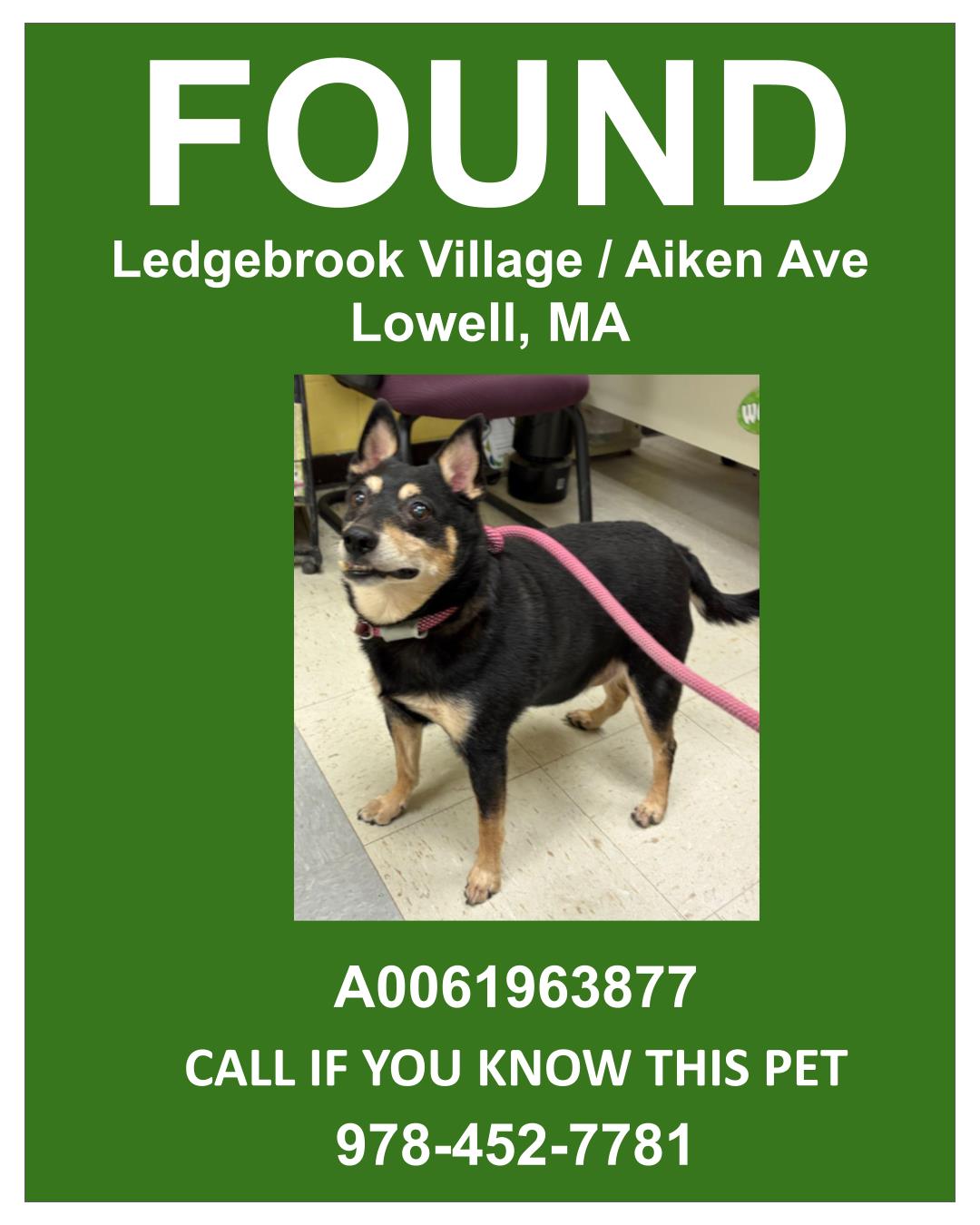 AIKEN STRAY - Mixed Breed, Medium (up to 44 lbs fully grown) / Mix available for adoption