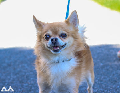 CARMELLO - Pomeranian / Mix available for adoption