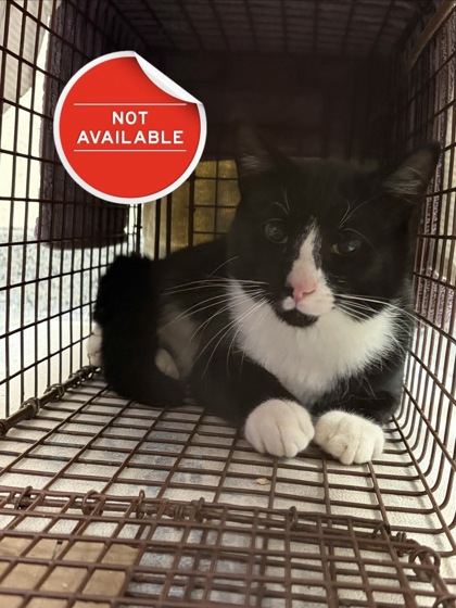 FRIDGE - Domestic Shorthair / Mix available for adoption