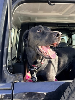 CAIN - Labrador Retriever available for adoption