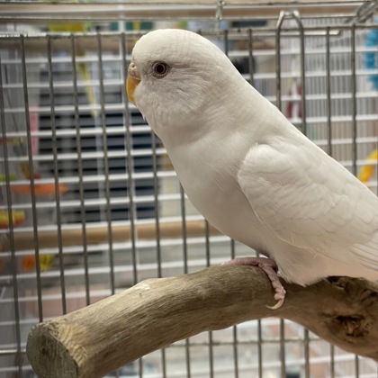 ALMANAC - Parakeet (Other) available for adoption