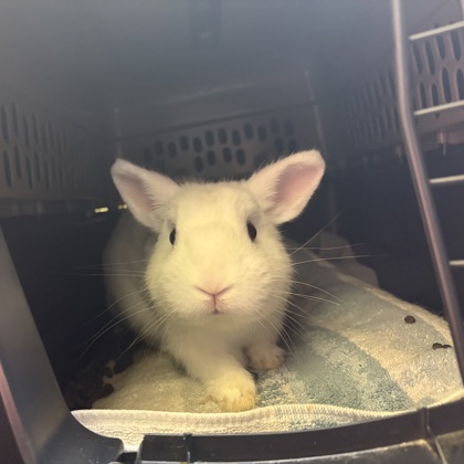ALMOND - Rabbit / Rabbit available for adoption