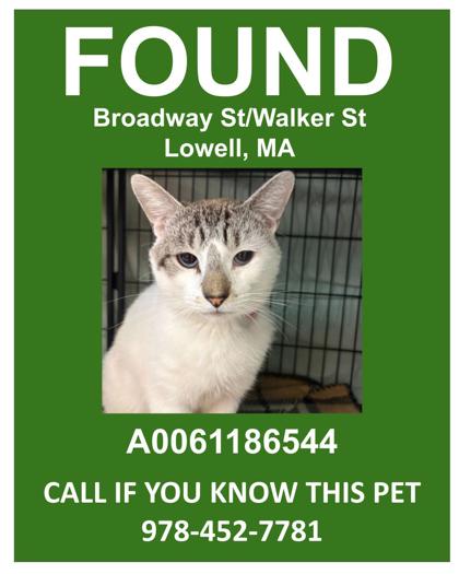 MAXWELL - Domestic Shorthair / Mix for adoption in Lowell