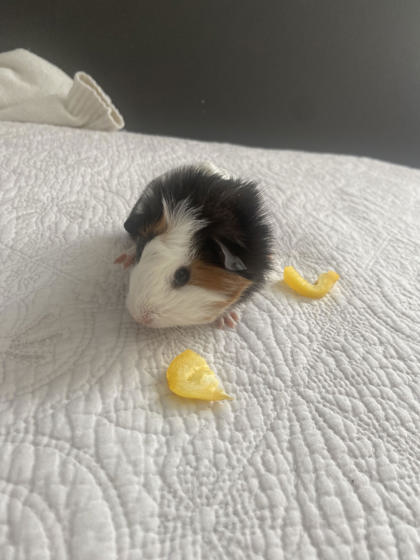 RIGATONI - Guinea Pig available for adoption