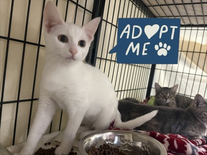 BOLT - Domestic Shorthair / Mix available for adoption