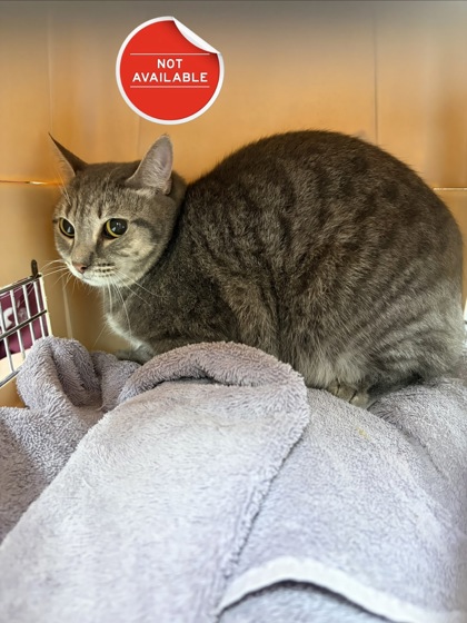 TOOTSIE - Domestic Shorthair / Mix for adoption in Nashua