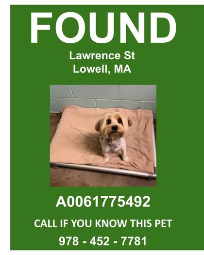 BOBERT - Yorkshire Terrier / Mix available for adoption