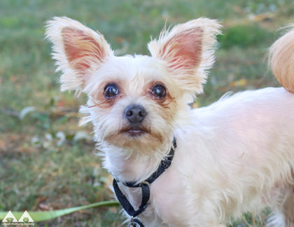 FILO - Yorkshire Terrier / Mix available for adoption
