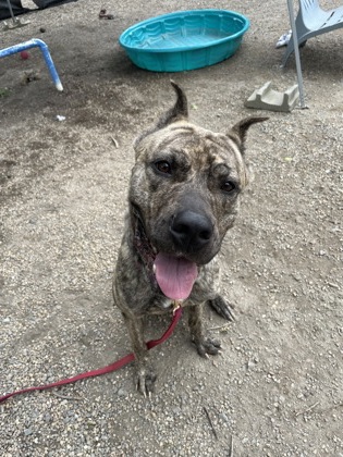 JANIE - Perro de Presa Canario / Mix available for adoption