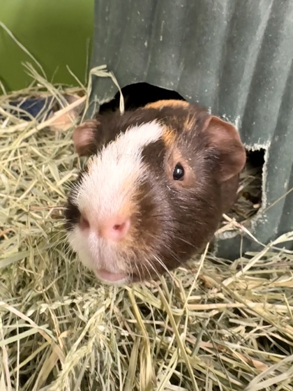 CAFE - Guinea Pig / Guinea Pig available for adoption