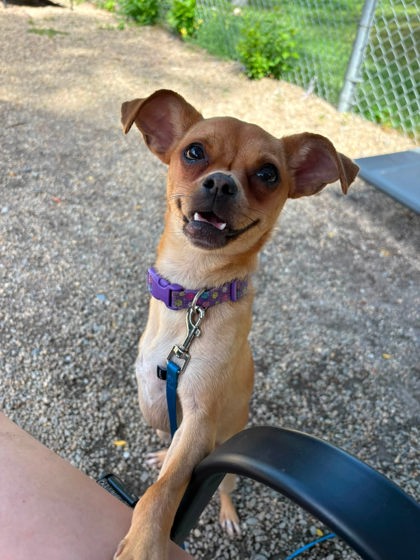 PRECIOUS - Short Coat Chihuahua / Mix for adoption in Lowell
