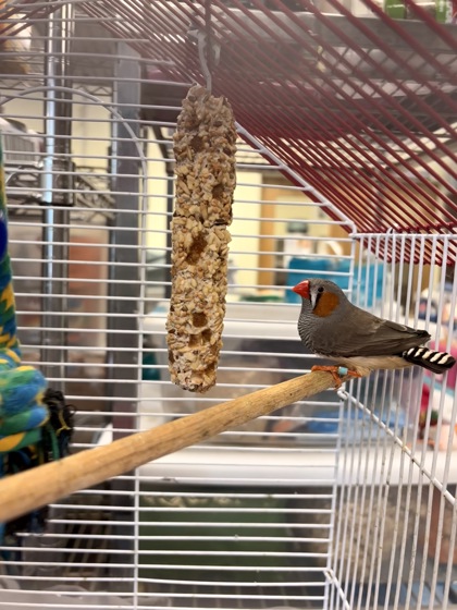 MEEP - Finch available for adoption